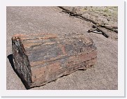 A540_0473 * Petrified wood