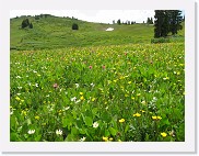 A540_1714 * Wildflowers in the alpine meadow