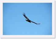 DSC_3202 * A condor soaring over the Bright Angel Lodge area.