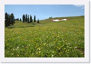 DSC_4072 * Wildflowers in the alpine meadow