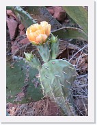 SD800_0441 * A prickly pear cactus in bloom