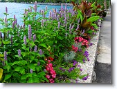 IMG_1619 * Flowers along Lake Geneva