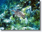 IMG_3439-Edit * Hawksbill sea turtle