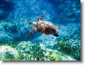 IMG_3440-Edit * Hawksbill sea turtle