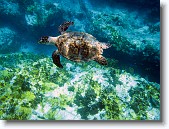 IMG_3441-Edit * Hawksbill sea turtle