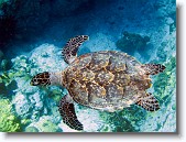 IMG_3443-Edit * Hawksbill sea turtle