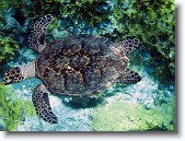 IMG_3444-Edit * Hawksbill sea turtle