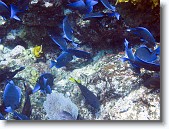 IMG_3456-Edit-2 * A school of blue tangs