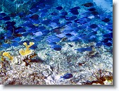 IMG_3473-Edit-2 * School of blue tangs