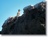 IMG_3490 * A booby on Cow Rock