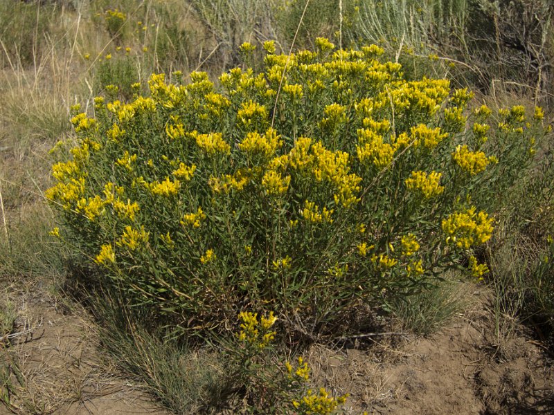 IMG_0182.jpg - Wildflowers along the Yellowstone River Picnic Area Trail