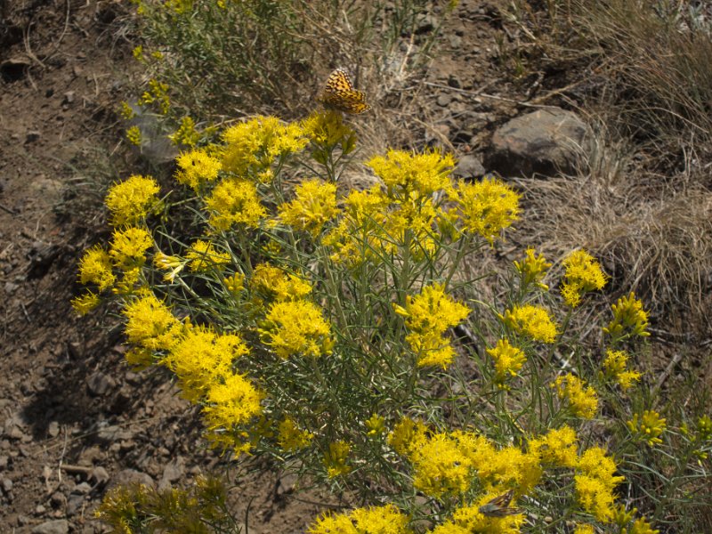 IMG_0184.jpg - Wildflowers and butterfly along the Yellowstone River Picnic Area Trail