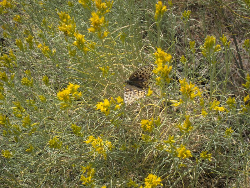 IMG_0185.jpg - Wildflowers and butterfly along the Yellowstone River Picnic Area Trail