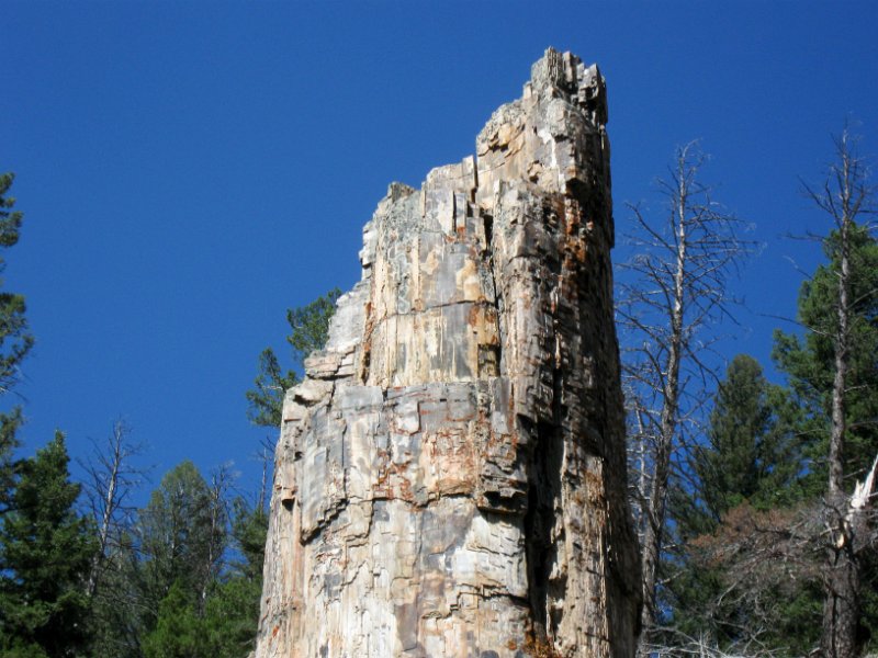 IMG_5087.jpg - Petrified Tree