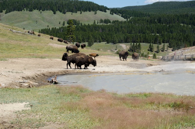 _DSC7492.jpg - Bison at the Churning Caldrom along the Mud Volcano Boardwalk