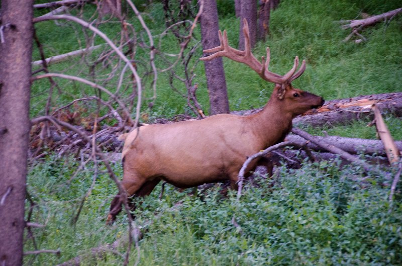 _DSC7612.jpg - Elk near Otter Creek