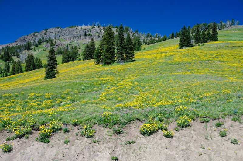 _DSC7648.jpg - A hillside of Showy Goldeneye