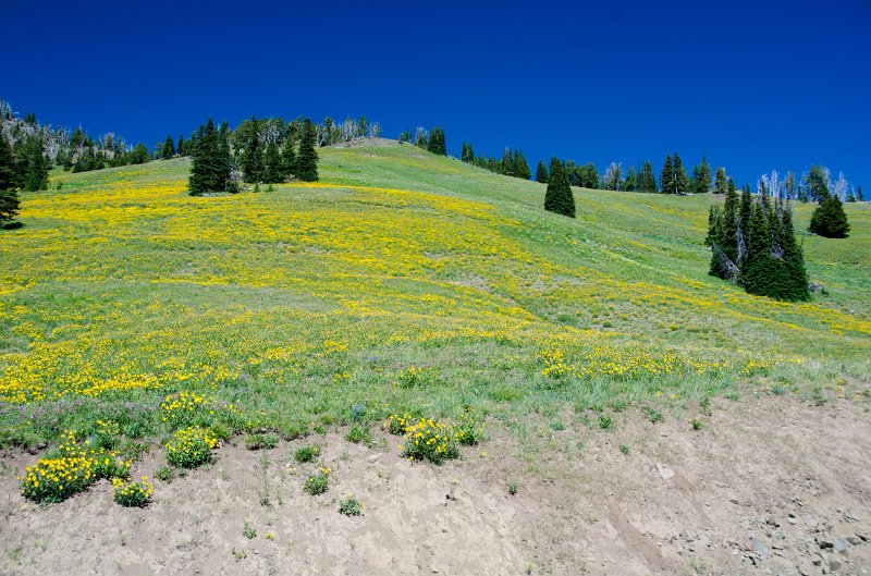 _DSC7649.jpg - A hillside of Showy Goldeneye at Dunraven Pass