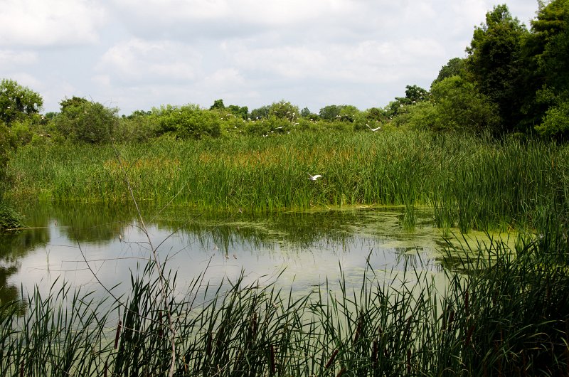 DSC_9044.jpg - Ibis Pond